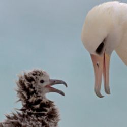 An albatross parent and a small fluffy chick on the beach.