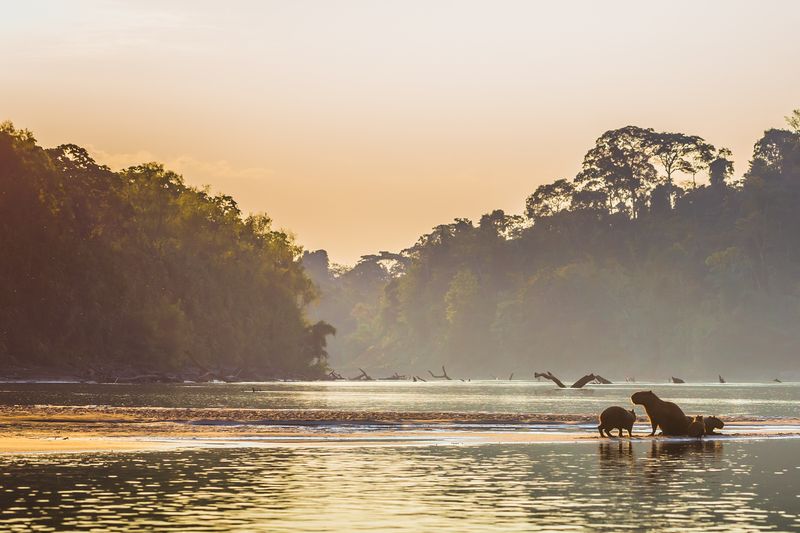 A scenic iamge of the Amazon river and rainforest, with capybara in the front