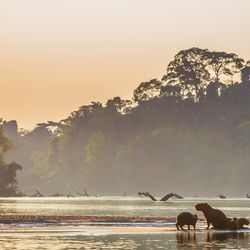 A scenic iamge of the Amazon river and rainforest, with capybara in the front