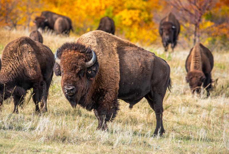 An american bison stands in a field looking at the camera with other bison around. There are fall tress in the background.