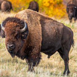An american bison stands in a field looking at the camera with other bison around. There are fall tress in the background.
