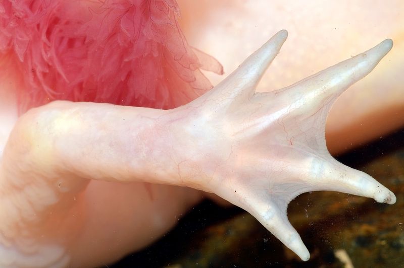 A close up photo of an axolotl's left front limb. The shot shows the animal's body in the background along with a plume of its gills. In front of them is the pale, pinkish four toed arm with almost translucent webbing between the toes.