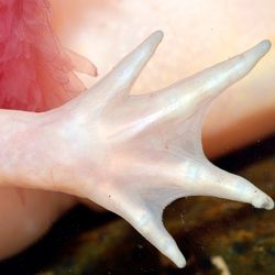 A close up photo of an axolotl's left front limb. The shot shows the animal's body in the background along with a plume of its gills. In front of them is the pale, pinkish four toed arm with almost translucent webbing between the toes.