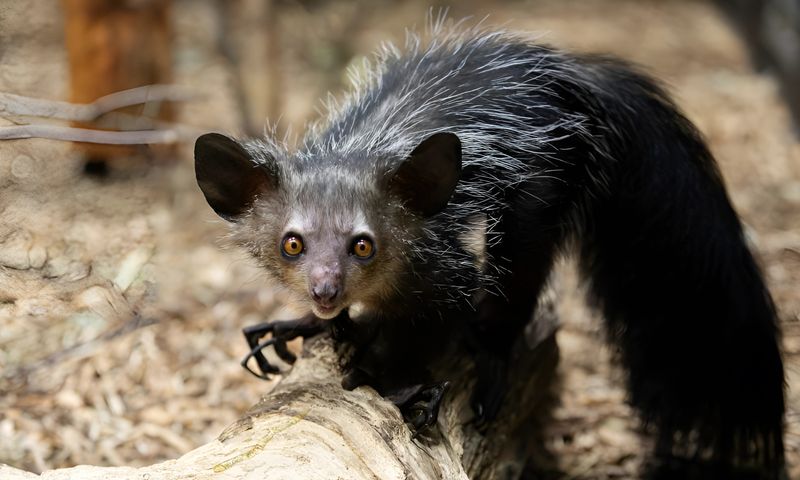 photo of an aye-aye perched on a fallen tree