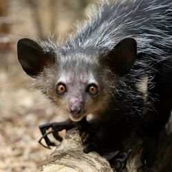 photo of an aye-aye perched on a fallen tree
