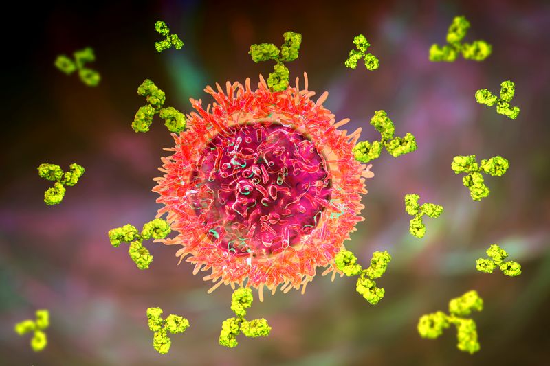 3D representation of a B cell producing antibodies