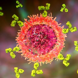 3D representation of a B cell producing antibodies