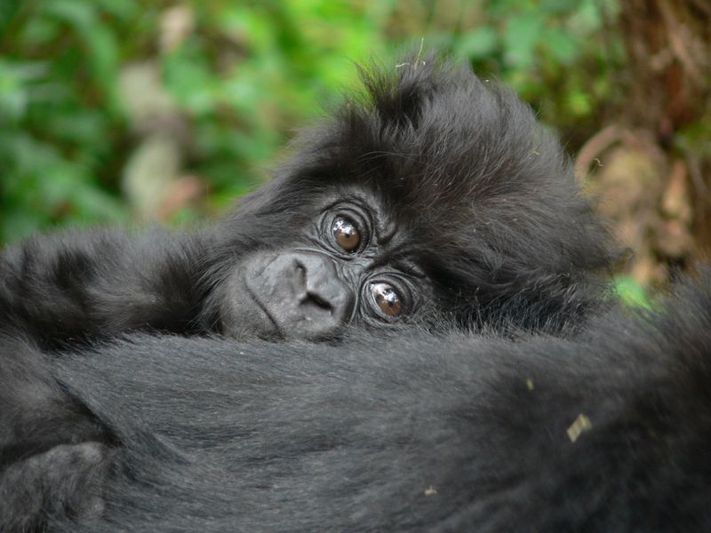 close up of the face of a juvenile gorilla, laying its head on its side