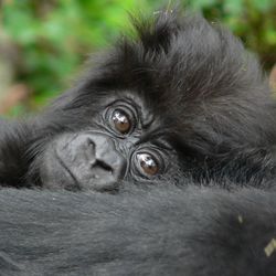 close up of the face of a juvenile gorilla, laying its head on its side
