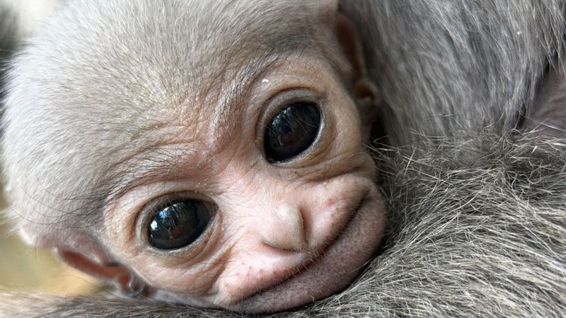close up of the face of a baby Javan gibbon