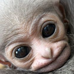close up of the face of a baby Javan gibbon
