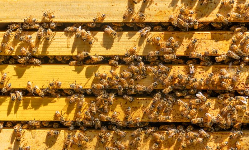 bees swarming on the wooden frame of a yellow hive