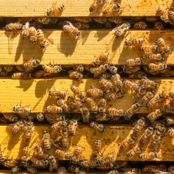 bees swarming on the wooden frame of a yellow hive