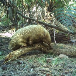 A blonde echidna climbs over a tree branch on the ground, captured by a camera trap.