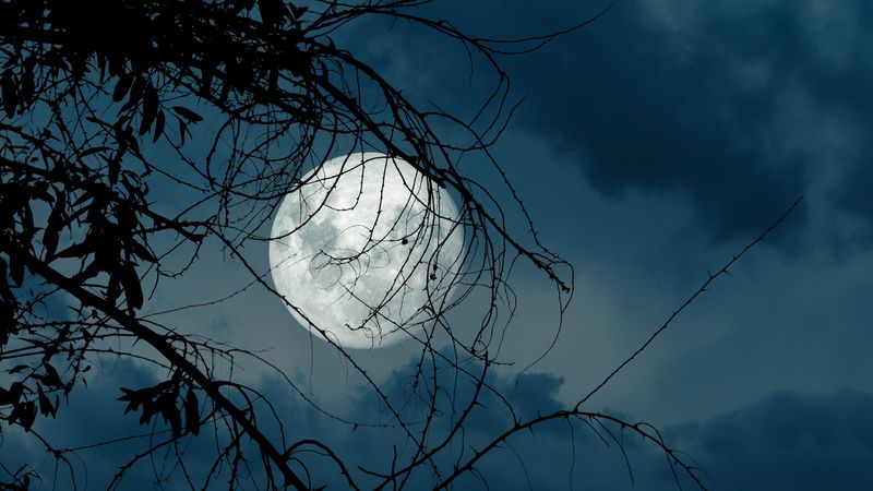 the full moon in the sky among blueish clouds behind some branches 