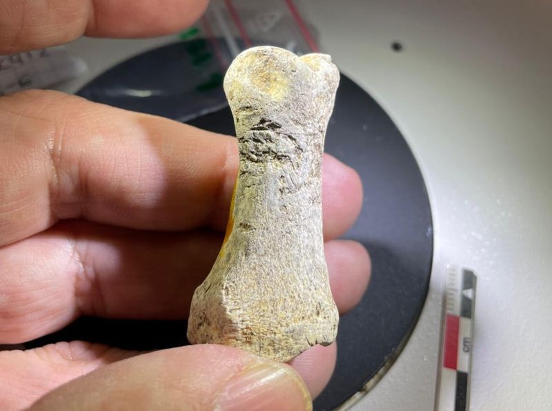 close up of someone's hand holding a small bone object