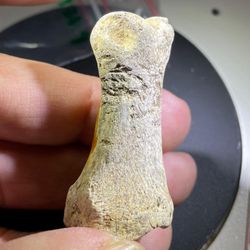 close up of someone's hand holding a small bone object