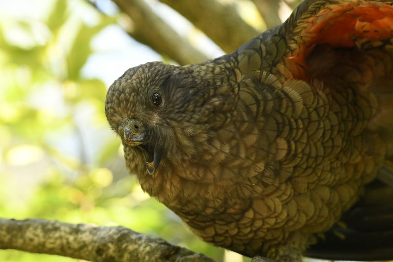 Bruce the kea pears out from a branch
