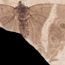 Fossil of the new species Apaturoides monikae, a rare butterfly fossil. 