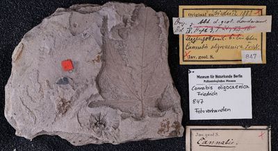 Fossilized imprint of cannabis leaf