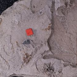 Fossilized imprint of cannabis leaf