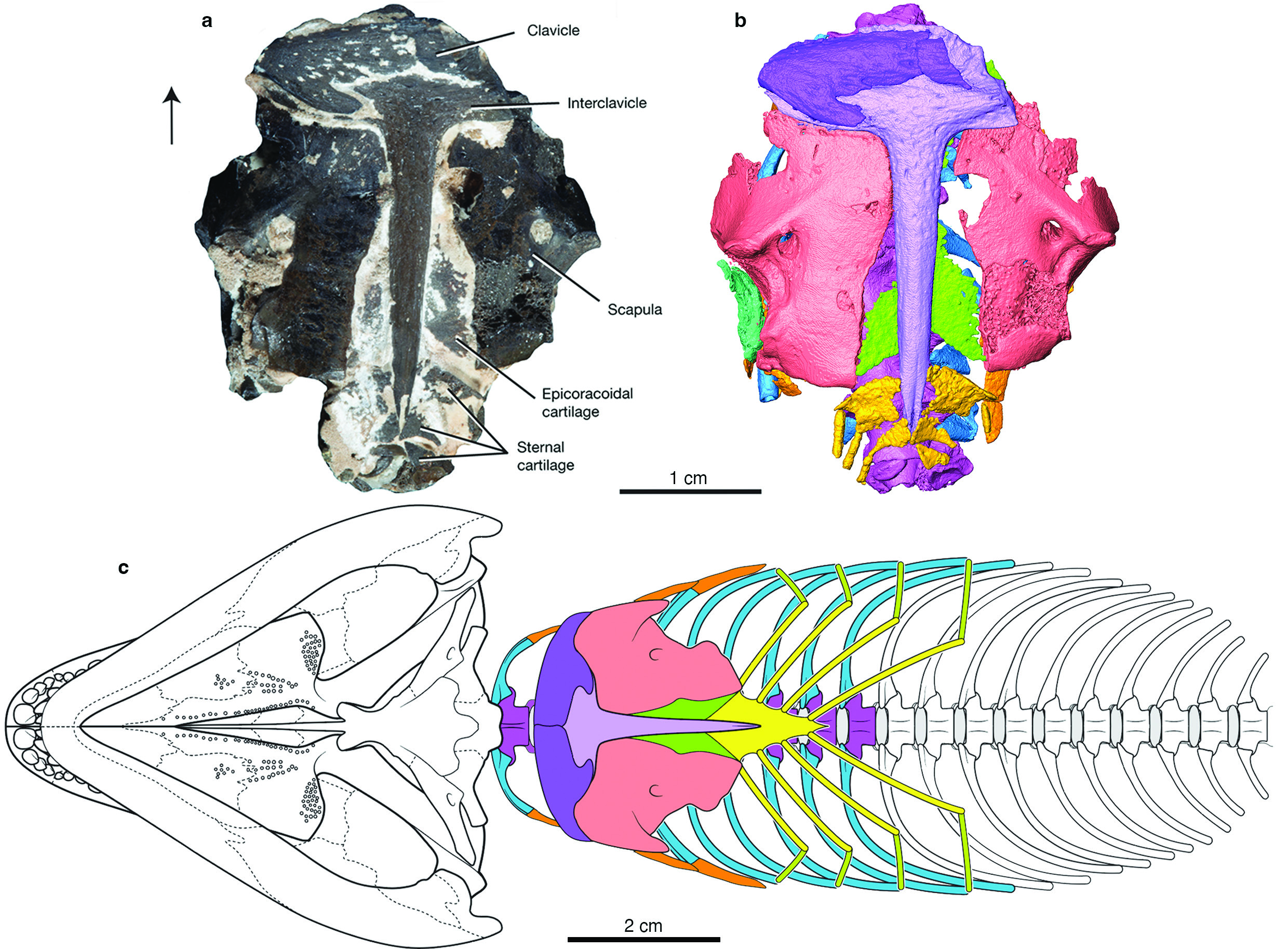 a) photo of the specimen encased in rock; b) nCT digital rendering showing the skeleton and cartilages including sternum and sternal ribs; c) illustrated diagram of Captorhinus aguti. Arrow points towards where the head would be.