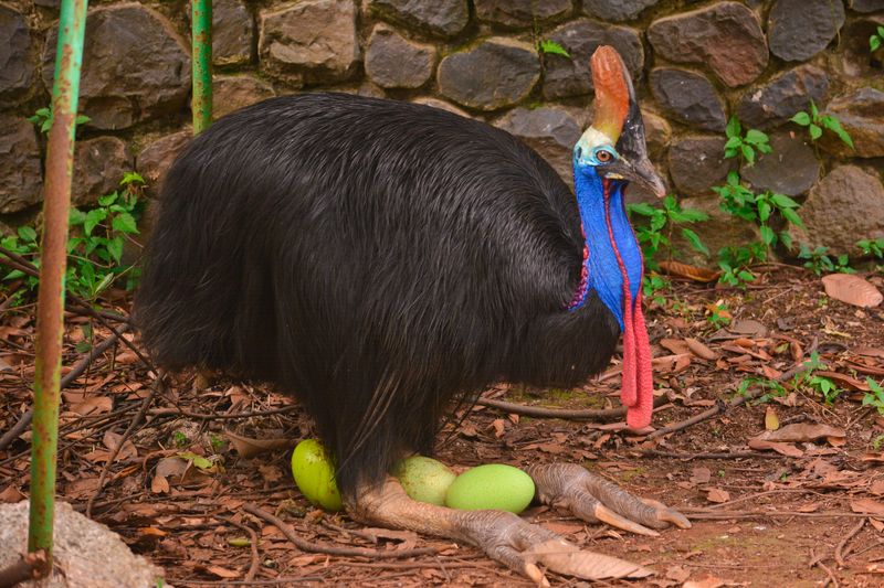 A cassowary crouches over bright green eggs