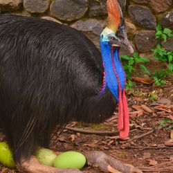 A cassowary crouches over bright green eggs