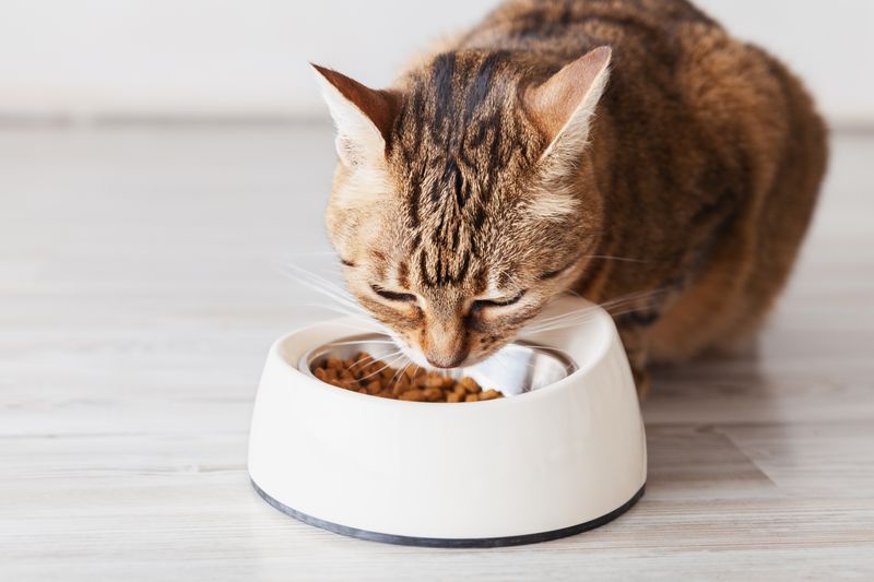 Cat eating