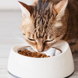 Cat eating