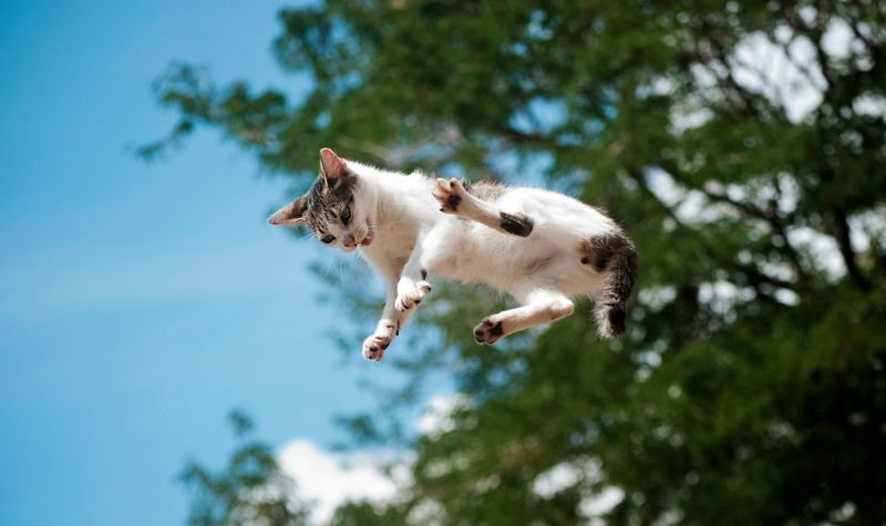 little white and gray cat, falling from the blue sky, as if flying.