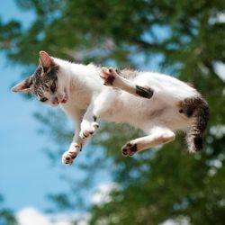 little white and gray cat, falling from the blue sky, as if flying.