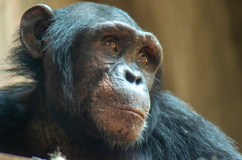 close up of a chimpanzee looking into the distance