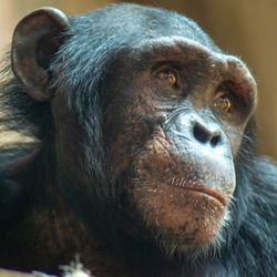 close up of a chimpanzee looking into the distance