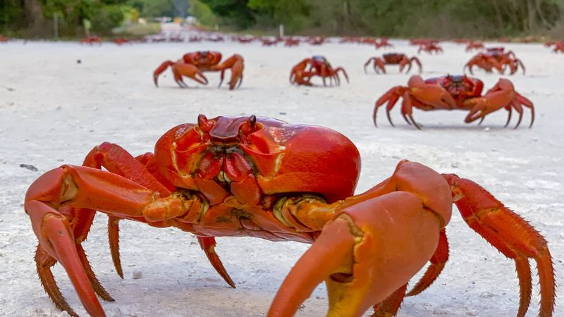 a large group of red crabs moving down a path on Christmas Island