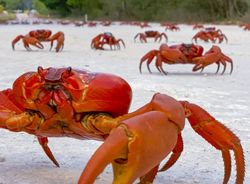 a large group of red crabs moving down a path on Christmas Island