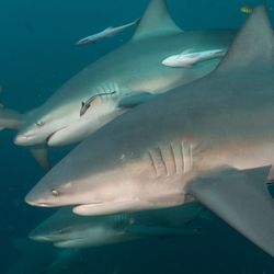 Two bull sharks parallel swimming next to each to each other with lots of other sharks and fish around them.