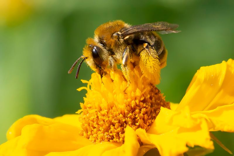 Close up of a honey bee looking quite fluffy on a bright yellow flower. 