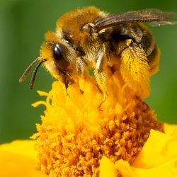 Close up of a honey bee looking quite fluffy on a bright yellow flower. 