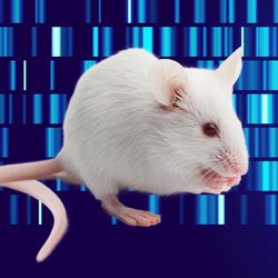 Edited image showing a mouse and its mirror image on a blue background.