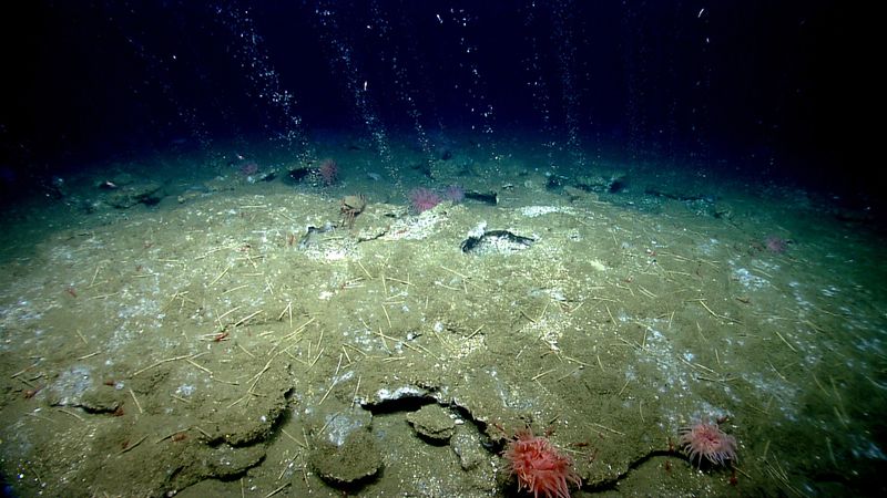Methane bubbles flow in small streams out of the sediment on an area of seafloor offshore Virginia north of Washington Canyon. Quill worms, anemones, and patches of microbial mat can be seen in and along the periphery of the seepage area