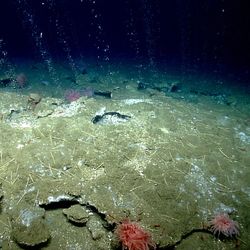 Methane bubbles flow in small streams out of the sediment on an area of seafloor offshore Virginia north of Washington Canyon. Quill worms, anemones, and patches of microbial mat can be seen in and along the periphery of the seepage area