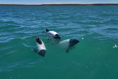 Three black and white Commerson’s dolphins swim in the waves