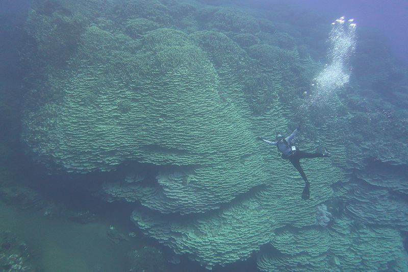 A diver swims in front of a giant coral colony with a stream of bubbles. Their arms and legs are spread apart to indicate how big the coral is behind them.
