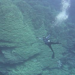 A diver swims in front of a giant coral colony with a stream of bubbles. Their arms and legs are spread apart to indicate how big the coral is behind them.