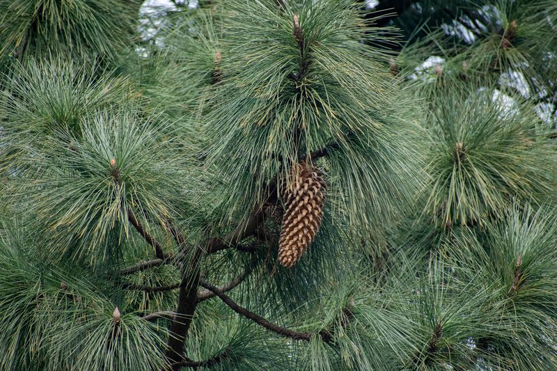 A Coulter pine tree with large hanging brown cone