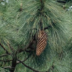 A Coulter pine tree with large hanging brown cone