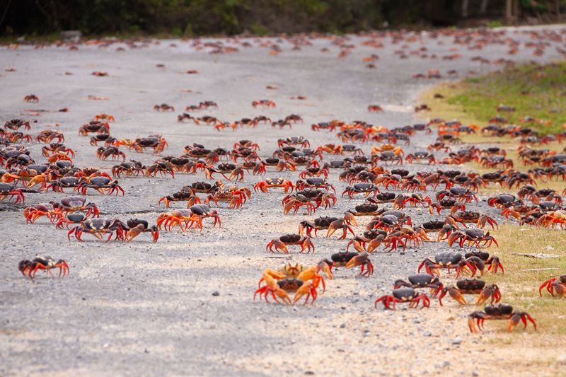 Crabs migrating sideways walking across a road
