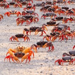 Crabs migrating sideways walking across a road