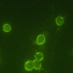 green immunofluorescence image of small circular parasites